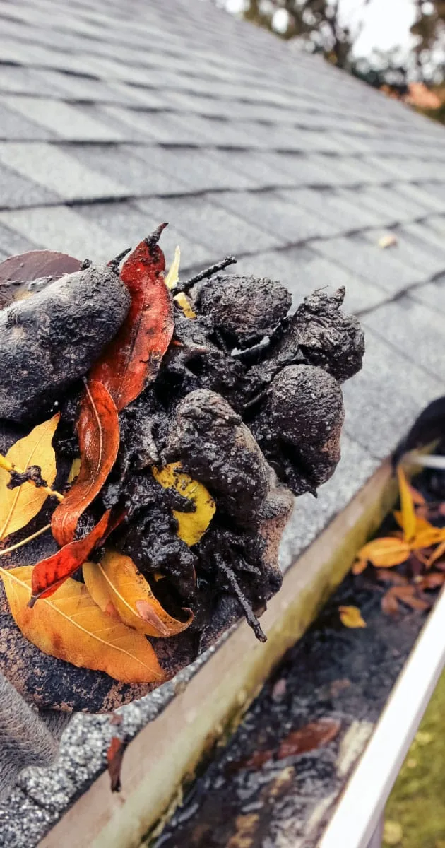 Glove holding muddy leaves pulled out of dirty gutter